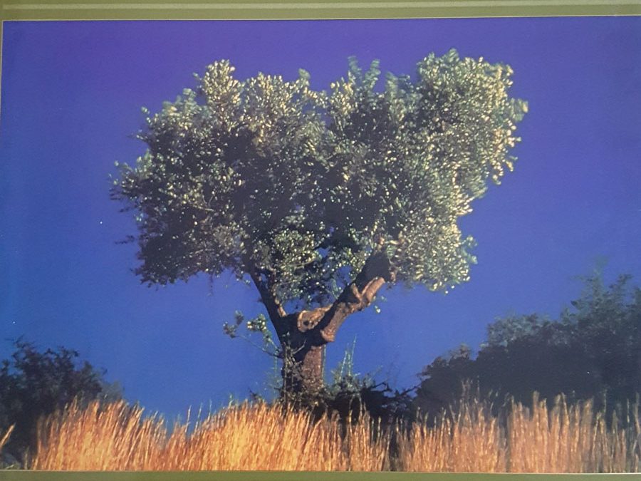Cap. “Tecnología de producción y conservación del aceite”. Enciclopedia Mundial del Olivo. Plaza y Janés. 1996.