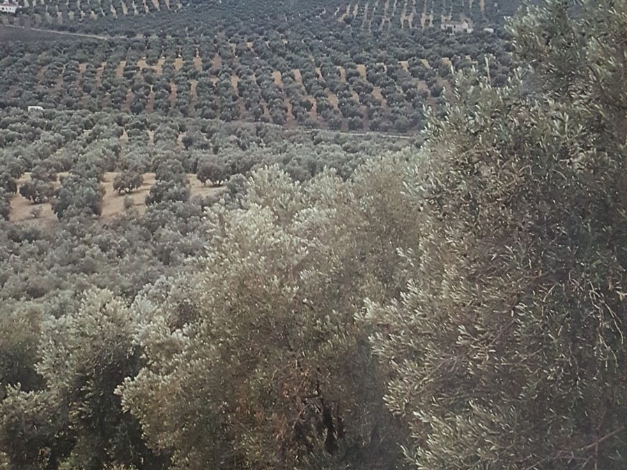 Cap.“Aceites Andaluces. Denominaciones de origen”. Olivicultura. Agro Latino S.L. 1994.