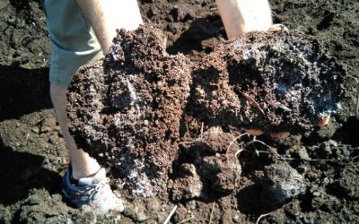 ENSAYO DE COMPOST EN BIOLAND ENERGY – GRUPO OLEÍCOLA JAÉN