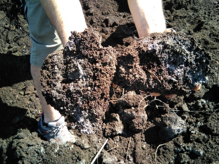 ENSAYO DE COMPOST EN BIOLAND ENERGY – GRUPO OLEÍCOLA JAÉN