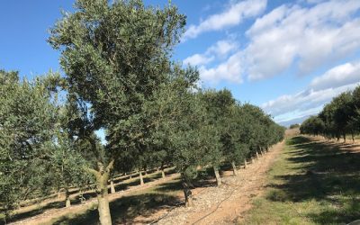 Visita de Poda y Control de Plantación