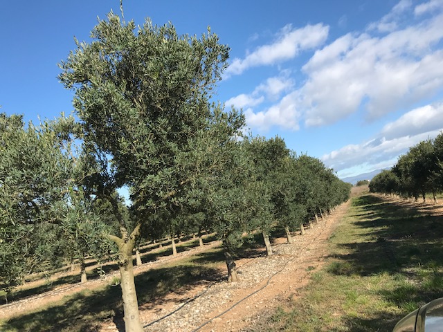 Visita de Poda y Control de Plantación