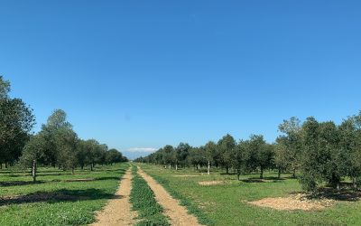 Comienza la primavera en IADA Ingenieros