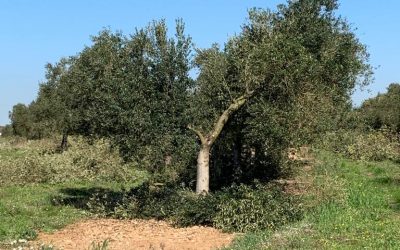 ¿Está la poda del olivo ligada a la calidad del AOVE?