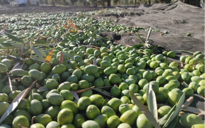AOVEs de Cosecha Temprana. Condicionantes Agroclimáticos