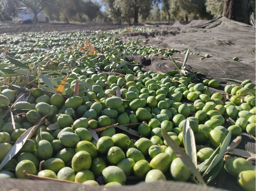 AOVEs de Cosecha Temprana. Condicionantes Agroclimáticos