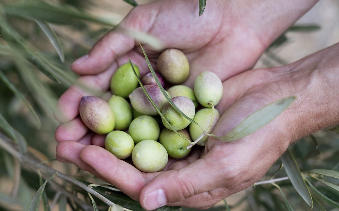 Reacción en cadena: Incidencia del clima en la productividad y de ésta en los precios del aceite de oliva.