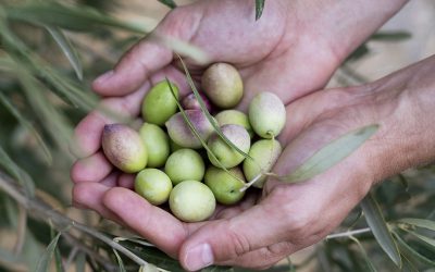 Reacción en cadena: Incidencia del clima en la productividad y de ésta en los precios del aceite de oliva.