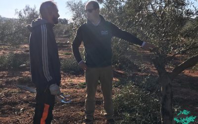 La poda del olivar, ¿qué valoraremos este año al planificarla?