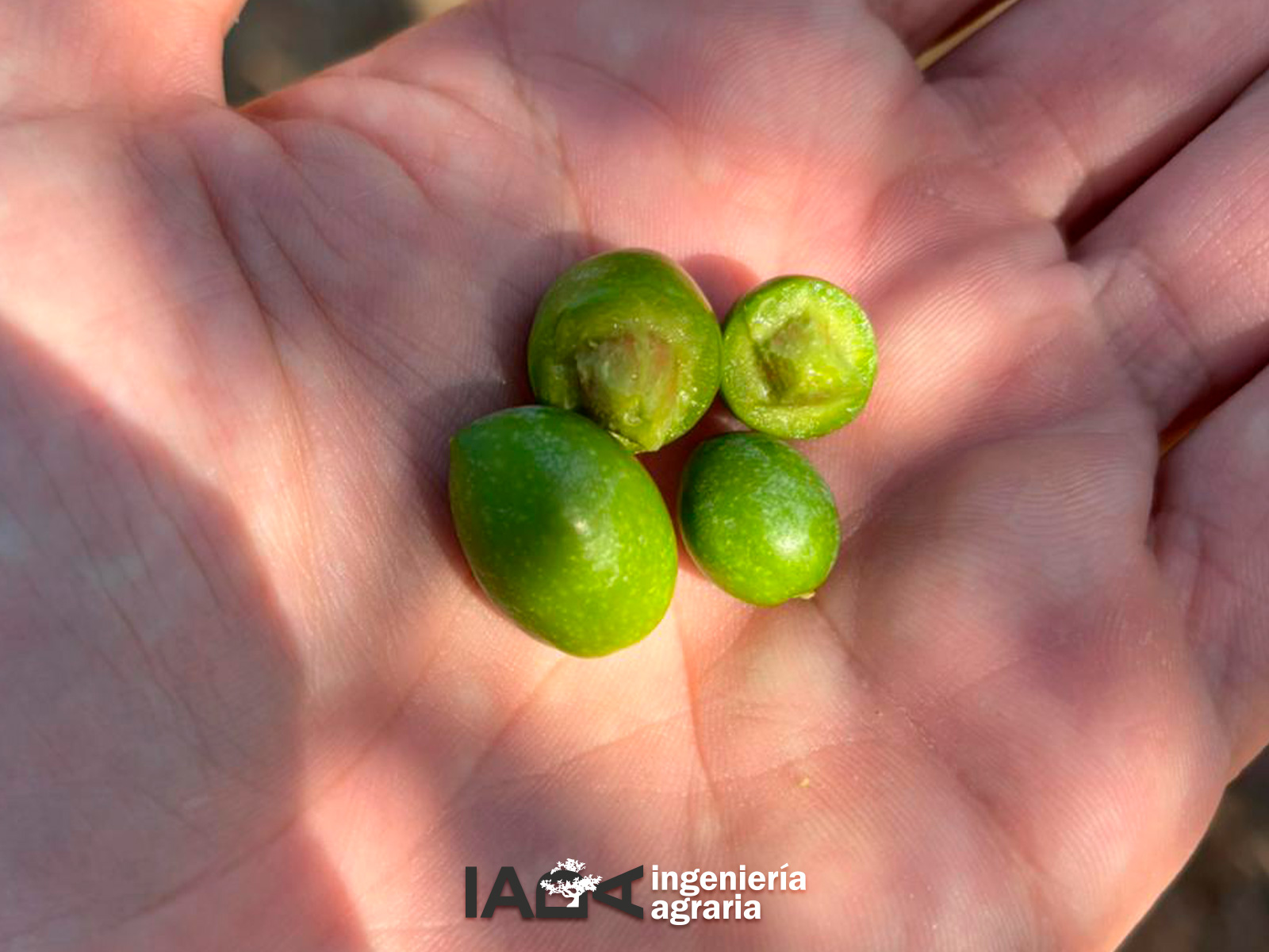 El tamaño del fruto es importante para la producción de aove de calidad.