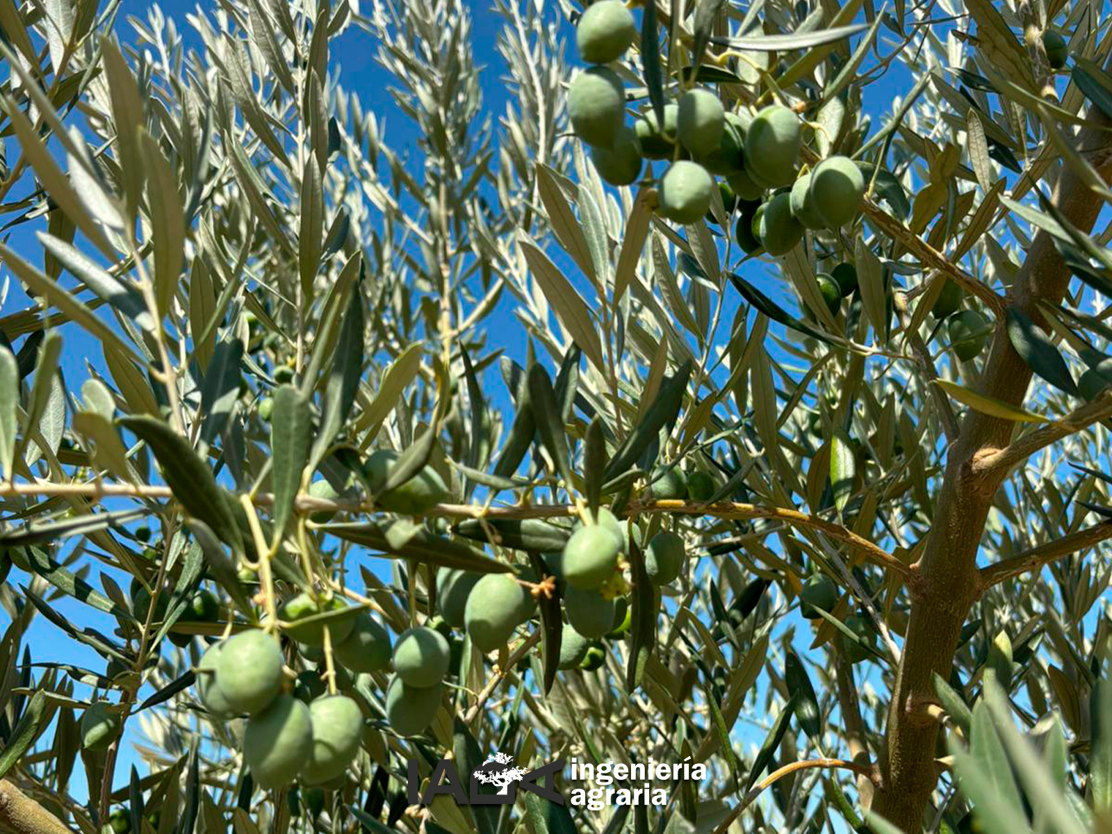 Aquí vemos un buen tamaño de fruto, en la finca de olivar de uno de nuestros clientes.
