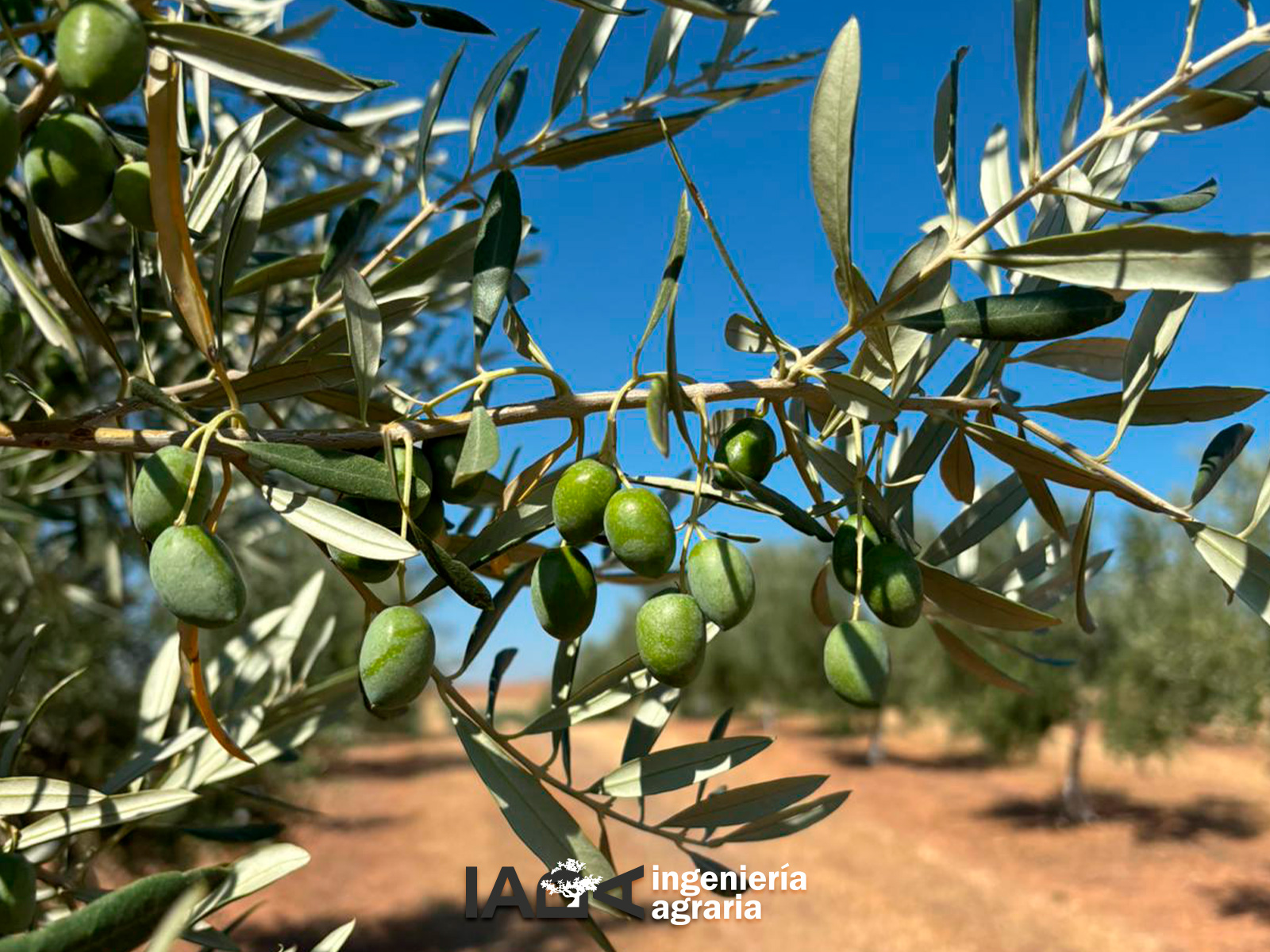 El tamaño del fruto es importante para la producción de aove de calidad.