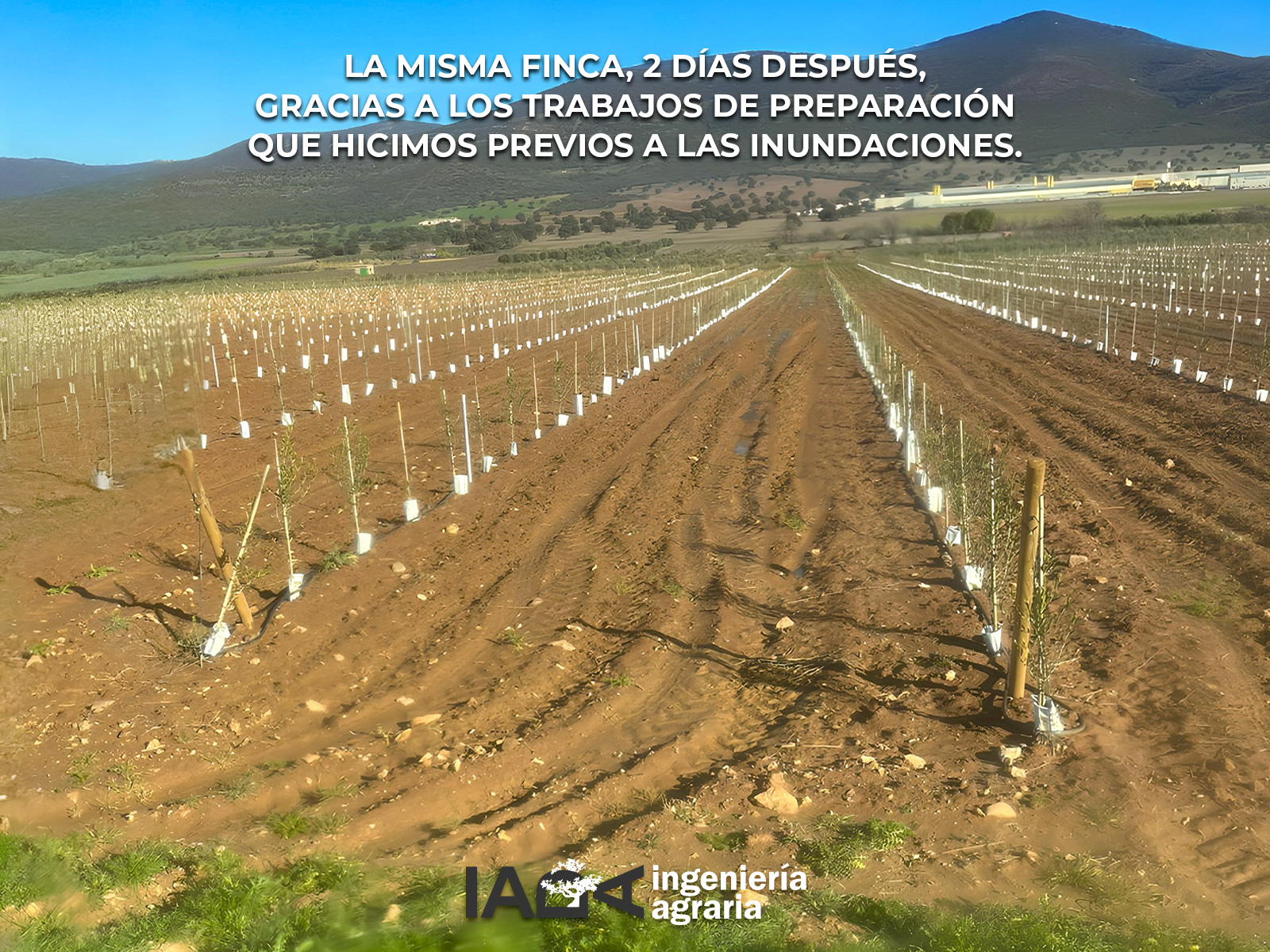 Visitamos la misma finca 2 días después ya recuperada, gracias a los trabajos de preparación que hicimos previos a las inundaciones.