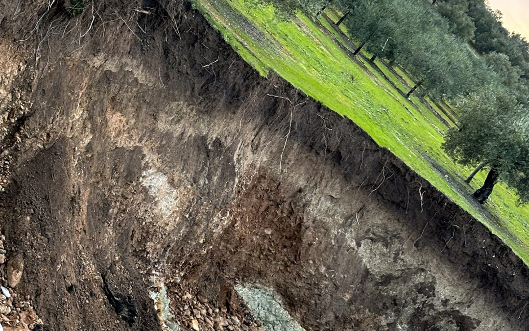 Cómo evaluar y reparar daños en el olivar tras lluvias torrenciales