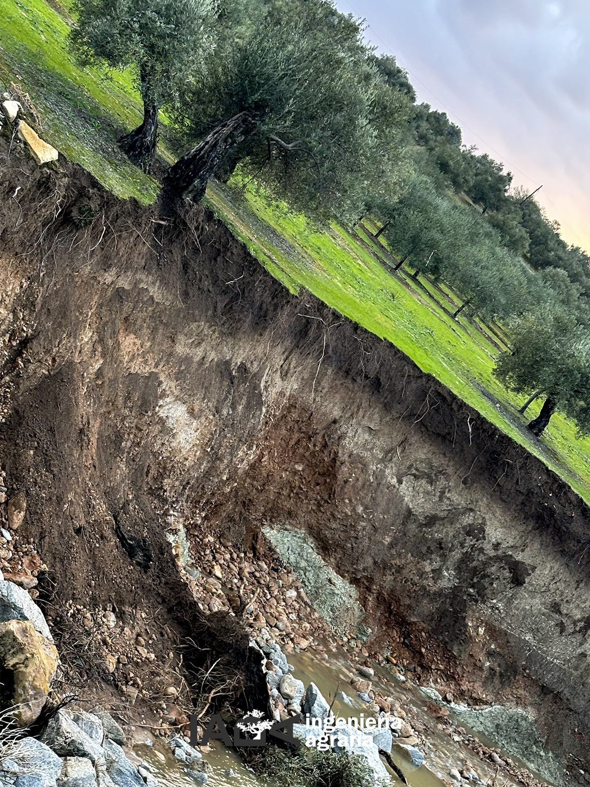 Cómo evaluar y reparar daños en el olivar tras lluvias torrenciales.