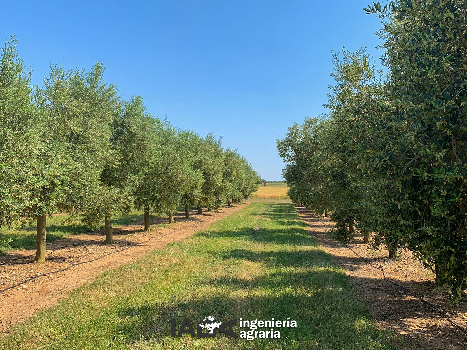 Cómo evaluar y reparar daños en el olivar tras lluvias torrenciales.