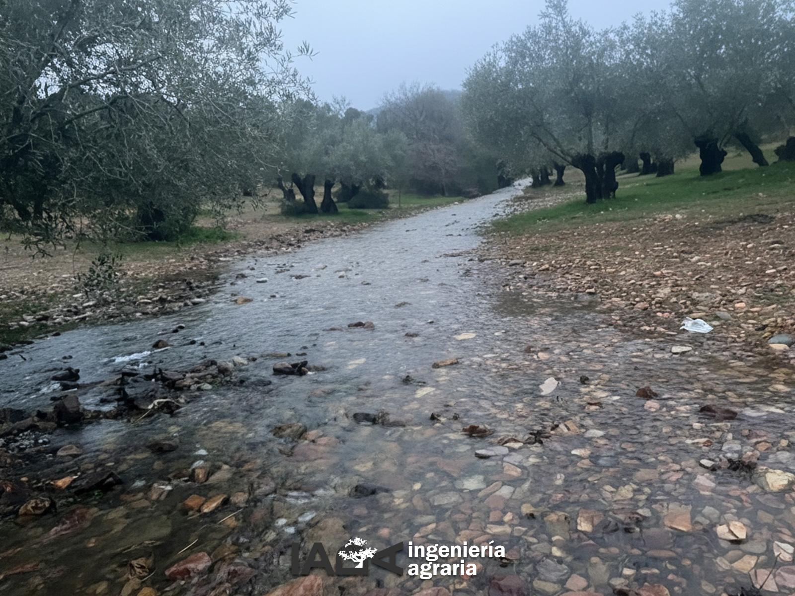 Cómo evaluar y reparar daños en el olivar tras lluvias torrenciales.